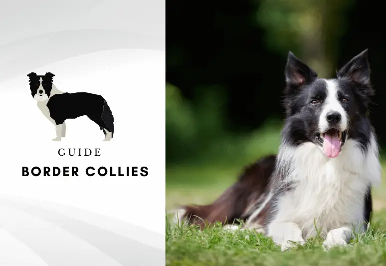 Border collies - overview of the border collie dog breed - sheep dog and smartest dog in the world (1)