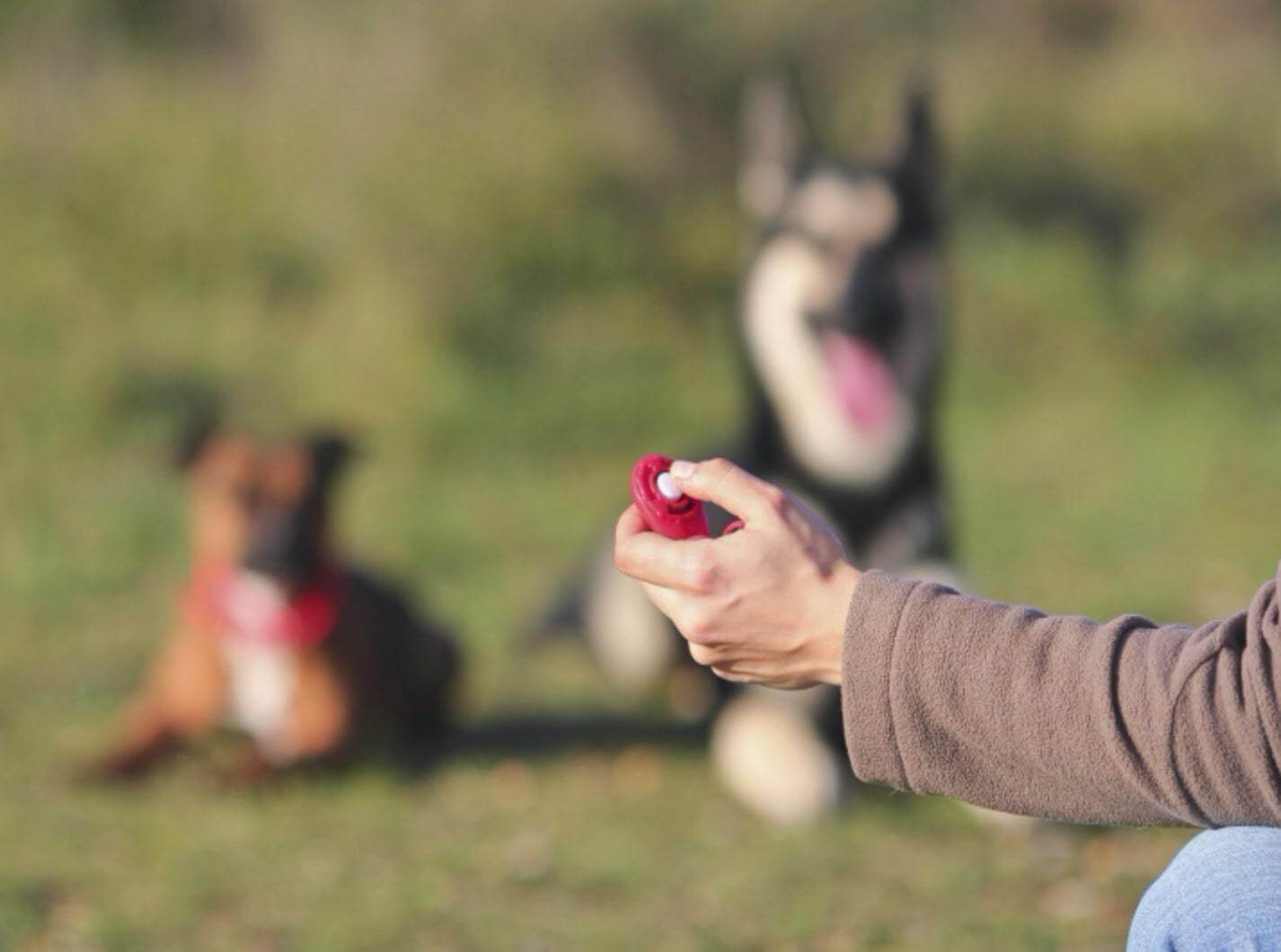 Clicker Training - Teach Your Dog 23 Awesome Tricks 1