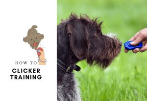 Clicker Training – Teach Your Dog 23 Awesome Tricks