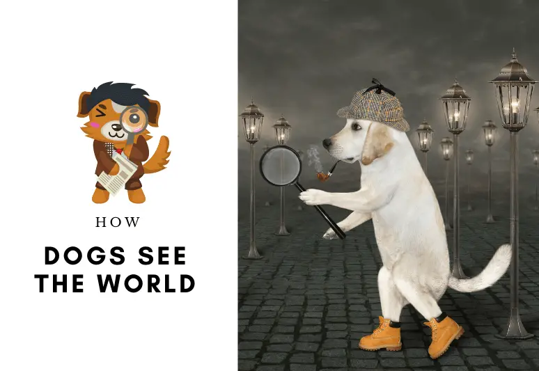 How dogs see the world - dog vision - how a dog see the colors
