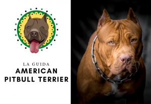 La guida sul cane american pit bull terrier - pitbull