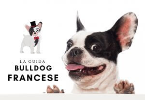 La guida sul cane bulldog francese
