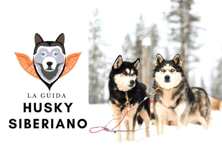 La guida sul cane husky siberiano