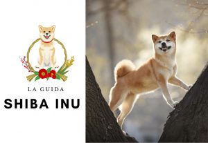 La guida sul cane shiba inu
