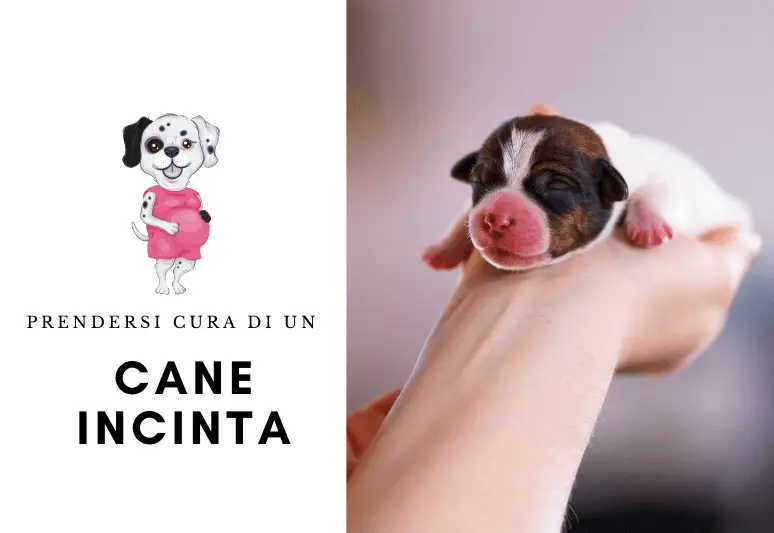 Prendersi cura di un cane incinta - gestazione del cane (1)