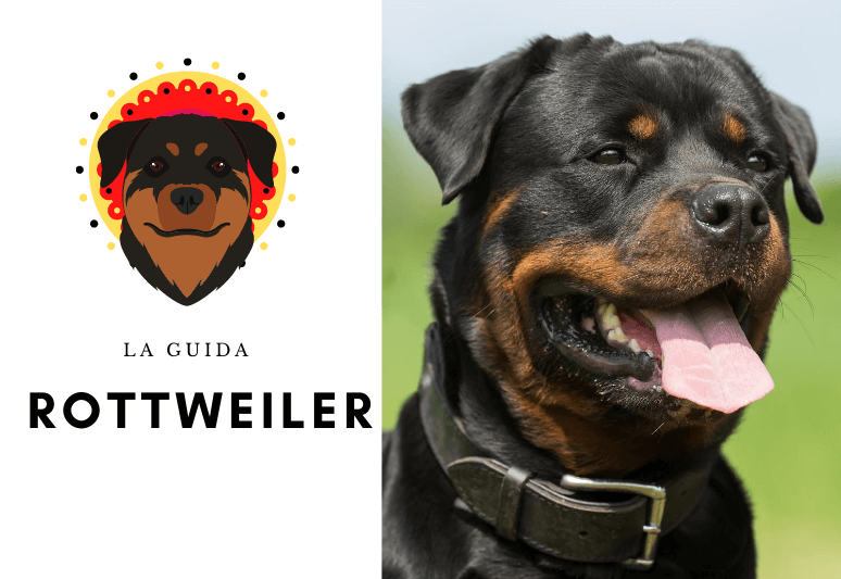 la guida sul cane tedesco rottweiler - Addestramento, Carattere, Cura, Salute & Prezzo (1)