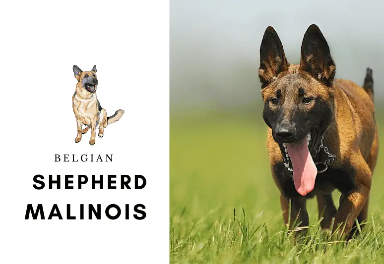 Belgian shepherd malinois - how to train a malinois - thing to know before buying a malinois (1)