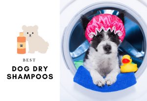 5 BEST DRY SHAMPOOS FOR DOGS - How to wash a dog - dry shampoo for dogs