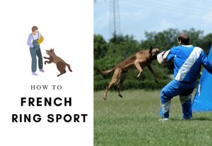 How to train your dog french ring sport - protection dog training - how to teach dog schutzhund (1)
