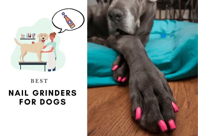 5 BEST DOG NAIL GRINDERS - Nail grinders for dogs (2) (1)