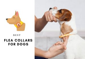 5 BEST FLEA COLLARS FOR DOGS - How to protect a dog or a puppy from ticks and fleas
