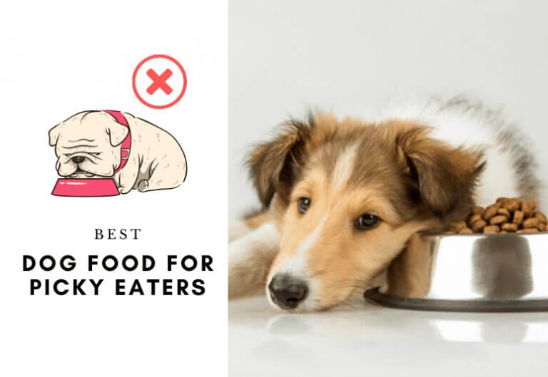 Best Tasting Dog Food for Picky Eaters - tasty food for fussy dogs - tasty for dogs that won't eat any dog food