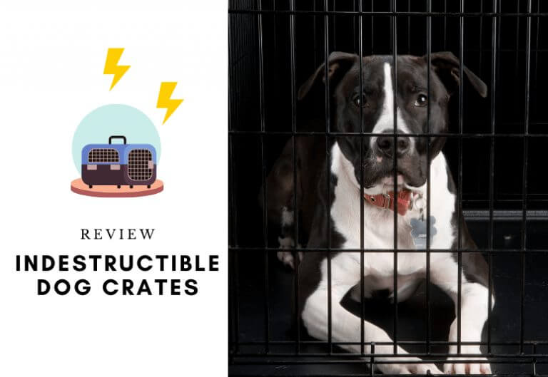 Indestructible Dog Beds The 7 Best Chew-Proof Dog Beds - Resistant beds for dogs