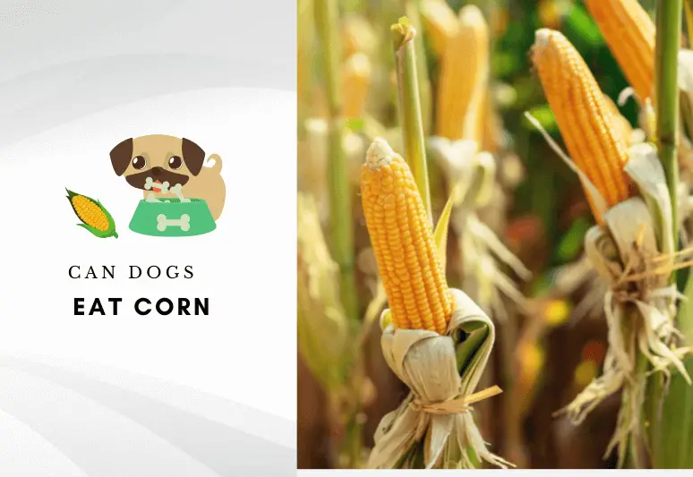 Can dogs eat corn – can dogs have corn in the cob