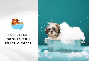 How often should you bathe a puppy – Can I bathe my puppy once a week