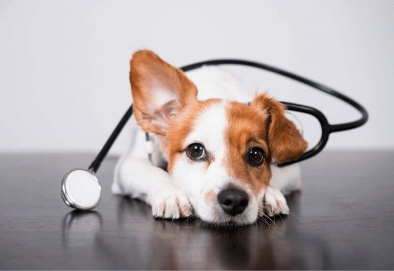 How to clean a puppy's ears at home: a handy guide (11 steps) 7