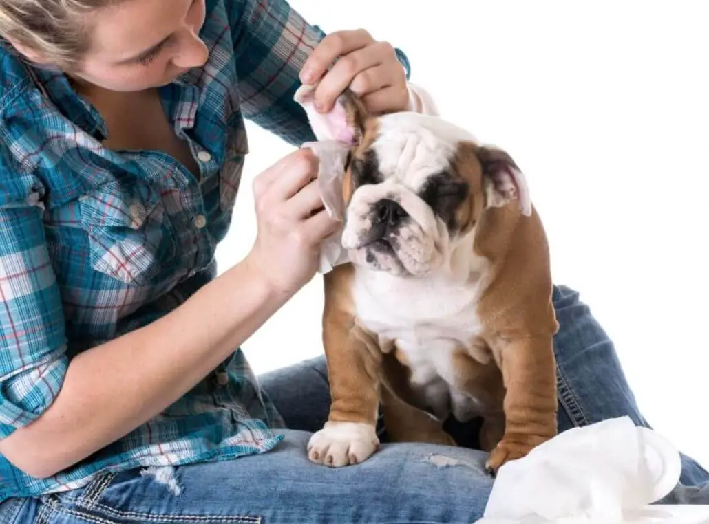 How to clean a puppy's ears at home: a handy guide (11 steps) 3