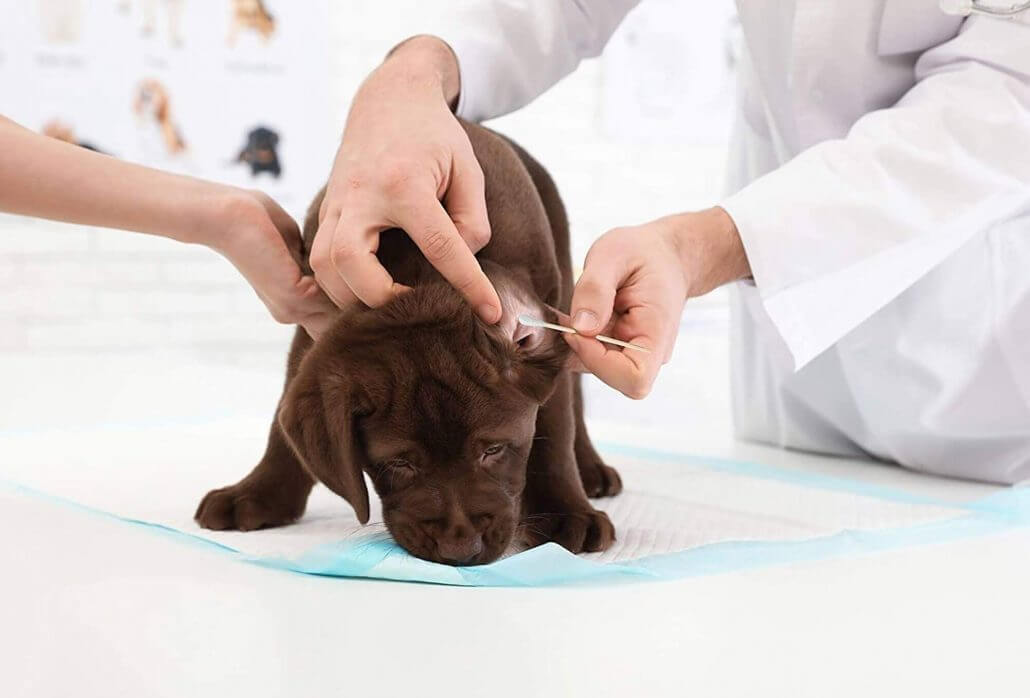 How to clean a puppy's ears at home: a handy guide (11 steps) 2