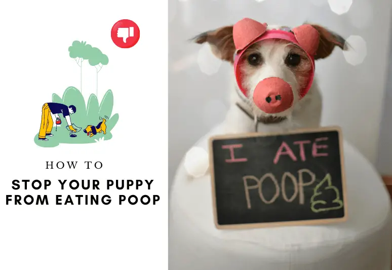 How to stop your puppy from eating poop - why my puppy feast on feces (1)