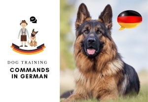 List of Dog Training commands in German - German command for dogs - How to Train a dog in german (3)