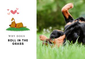 Why Dogs Roll in The Grass - Reasons Why Dogs like to Roll in Grass (6) (1)