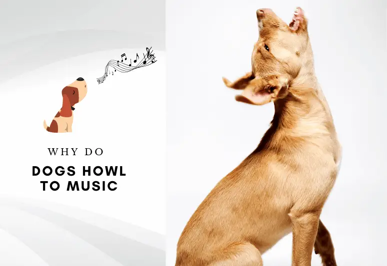 Why do dogs howl to music - why is my dog howling