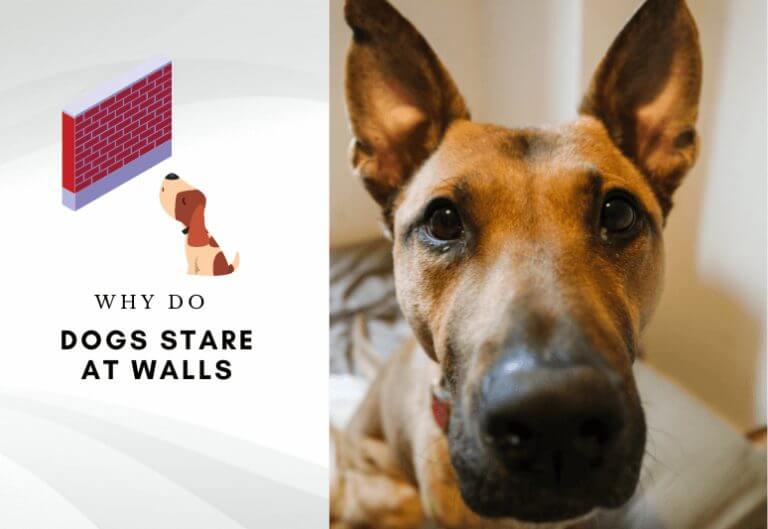 Why do dogs stare at walls – Why does my dog stare at the wall