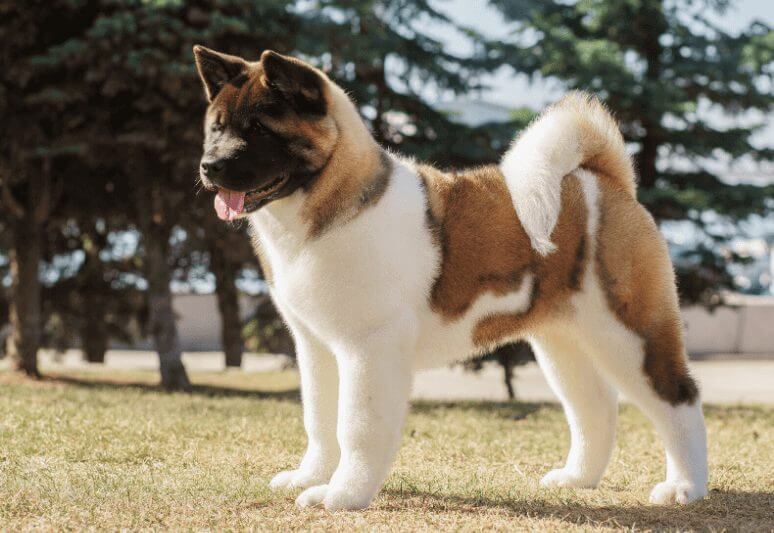 American Akita best guard dog breeds for families and protection