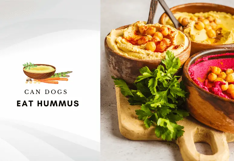 Can dog eat hummus – Hummus for dogs – can dogs have hummus - Are chick peas safe for dogs