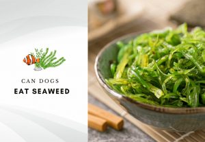 Can dog eat seaweed – seaweed for dogs – can dogs have seaweed