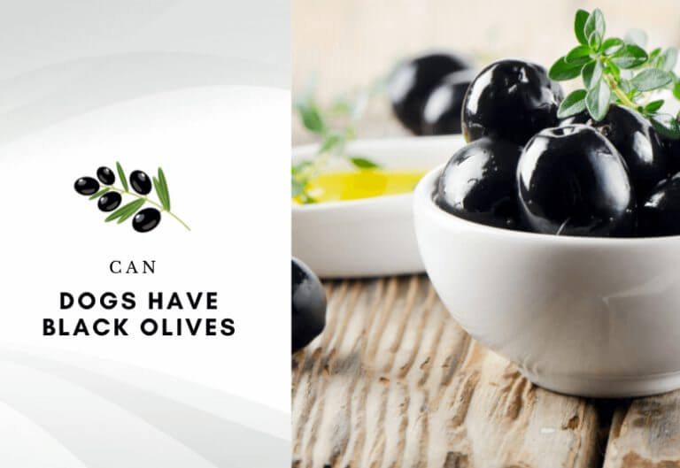 Can dogs have black olives - are black olives harmful to dogs – can i give my dog black olives