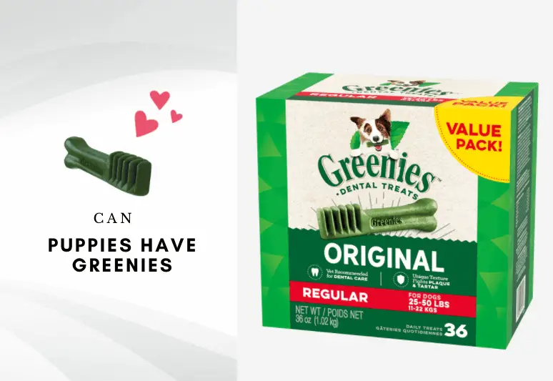Can puppies have greenies - can dogs eat greenies - are greenies safe for puppies and dogs