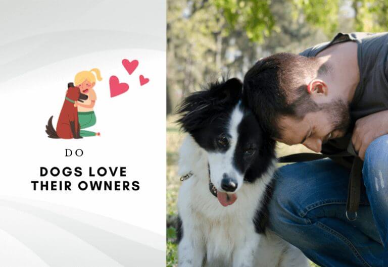 Do Dogs Love Their Owners More Than Themselves - Do dogs know we love them