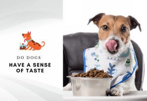 Do dogs have a sense of taste - How many taste buds do dogs have - What flavor can dogs not taste?