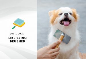 Do dogs like being brushed - Do dogs enjoy being brushed