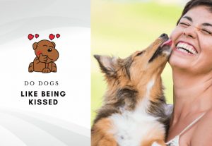 Do dogs like kisses - do dogs understand kisses