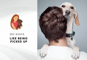 Do dogs like being picked up - How do dogs feel about being picked up