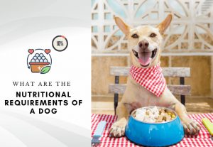 Dog nutritional requirements percentages – What are the nutritional requirements of a dog-2