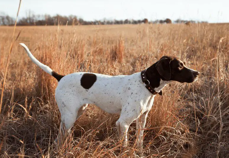 English pointer Truffle dog breeds- top 10 dog breeds for truffle hunting