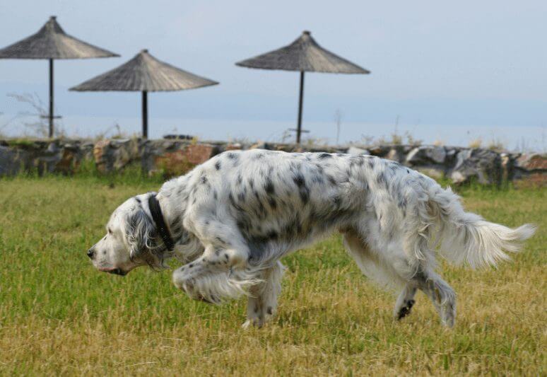 English setter Truffle dog breeds- top 10 dog breeds for truffle hunting