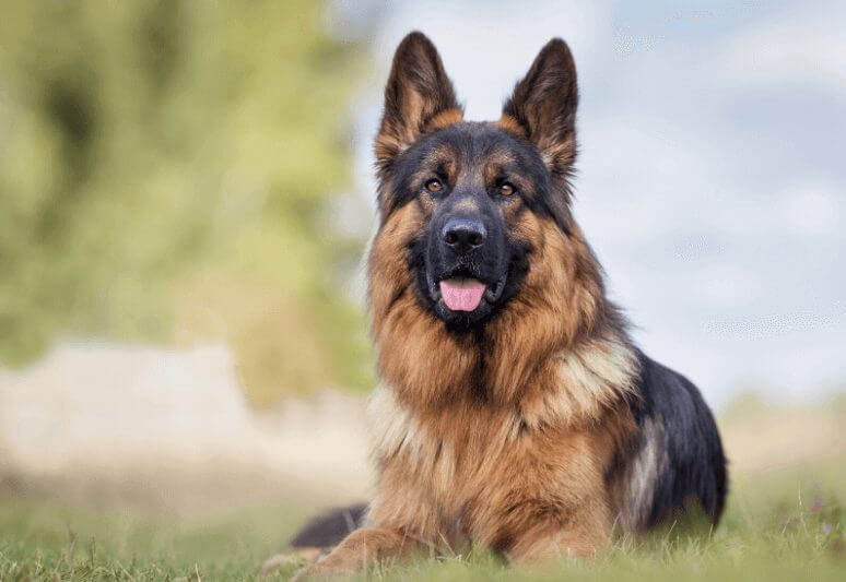 German Shepherd best guard dog breeds for families and protection