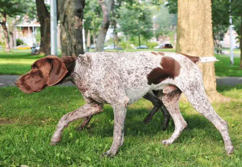 German pointer Truffle Hunting Dogs