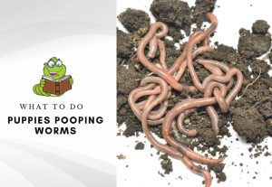 Puppies pooping worms - how to get rid of worms in puppies