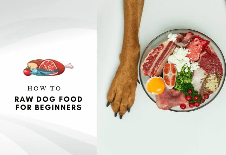Raw dog food for beginners - How do I start raw feeding my dog