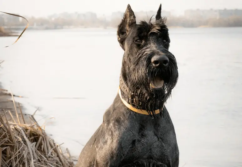 Riesenschnauzer best guard dog breeds for families and protection