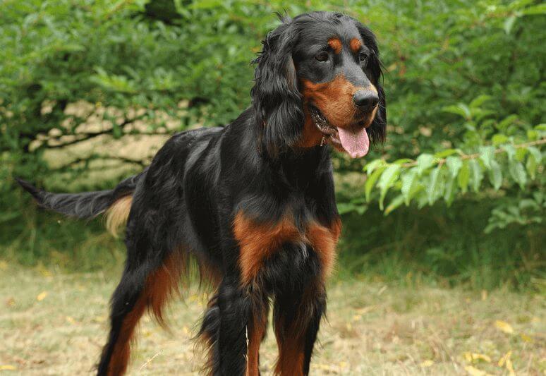 Scottish setter Truffle dog breeds- top 10 dog breeds for truffle hunting