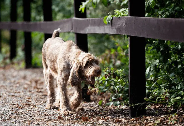 Spinone-italiano-Truffle dog breeds- top 10 dog breeds for truffle hunting - How much is a truffle dog