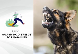 The 10 Best Guard Dog Breeds For Families & Home Protection-2