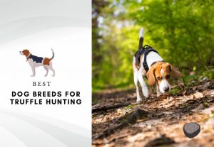 Truffle dog breeds - top 10 dog breeds for truffle hunting-2