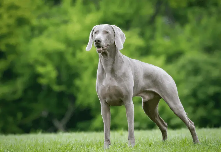 Weimaraner, weimar dog Truffle dog breeds- top 10 dog breeds for truffle hunting - truffle dog price